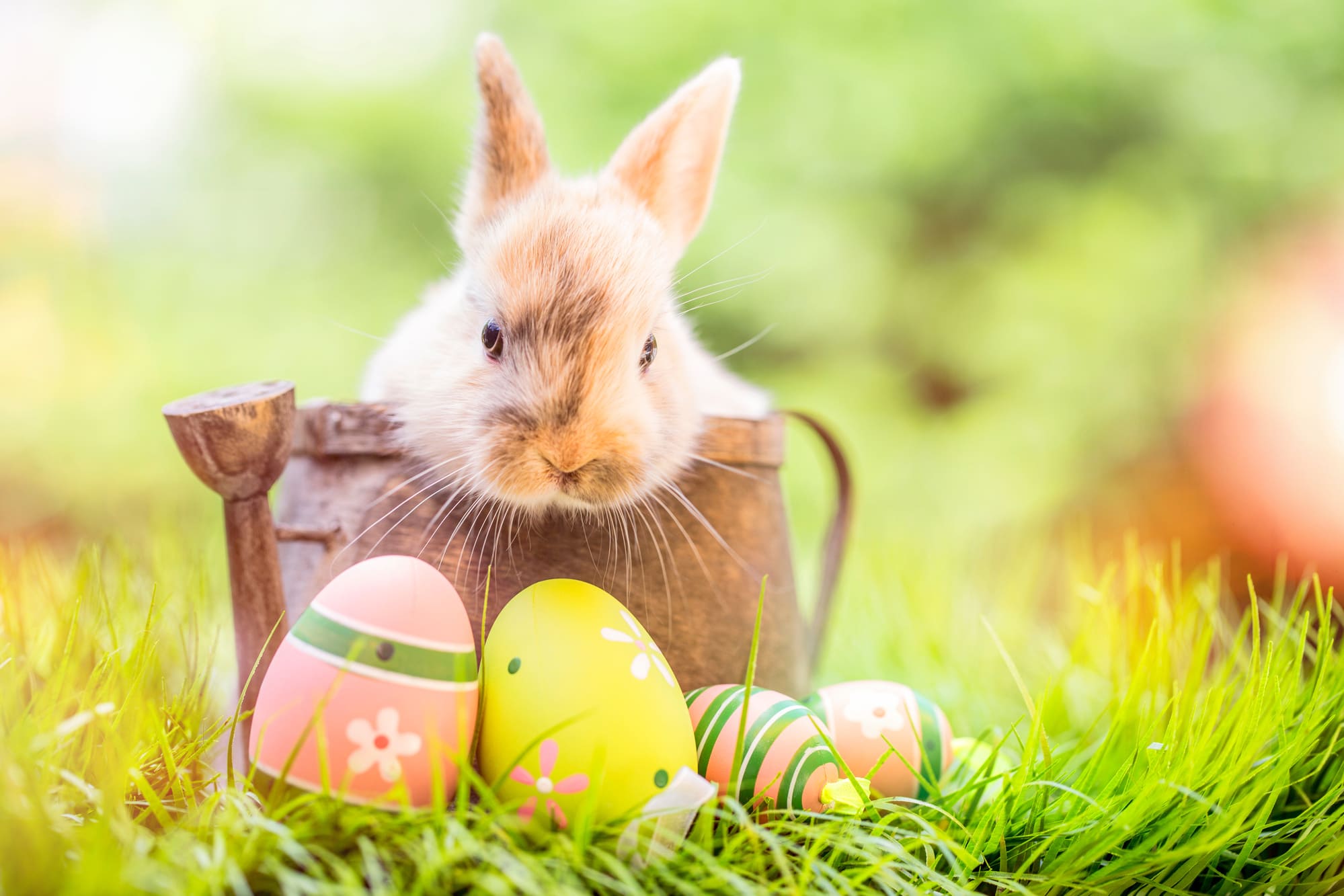 Pasqua-stock-1-1